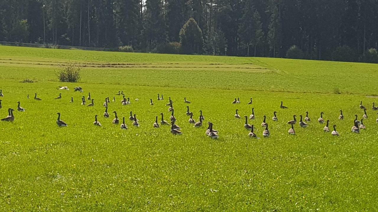 Ferienwohnung Am Kirnbergsee Unterbrand エクステリア 写真